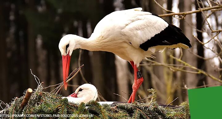 Stork Pair