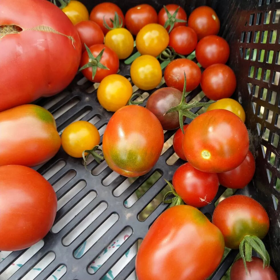 Große und kleine Tomaten in rot, orange und gelb